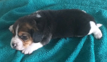 Martina Boy 2 Side 2 Weeks